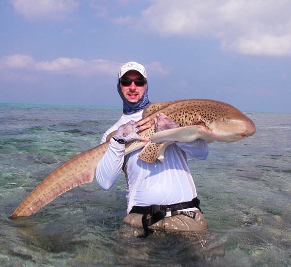 Ein Leopardenhai konnte dem mit der Spinnrute am Riff angebotenen Stickbait nicht widerstehen